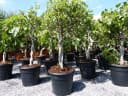 Feigenbaum Ficus Carica hell UND dunkel in 1 Topf winterhart Bild 2