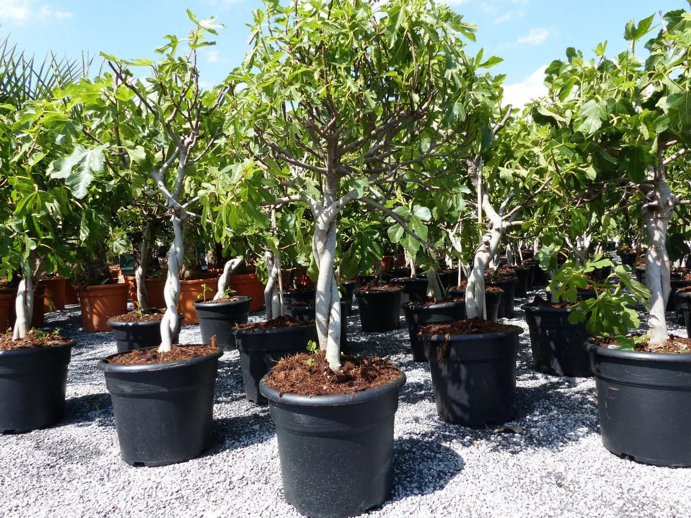 Feigenbaum Ficus Carica hell UND dunkel in 1 Topf winterhart - Bild 2