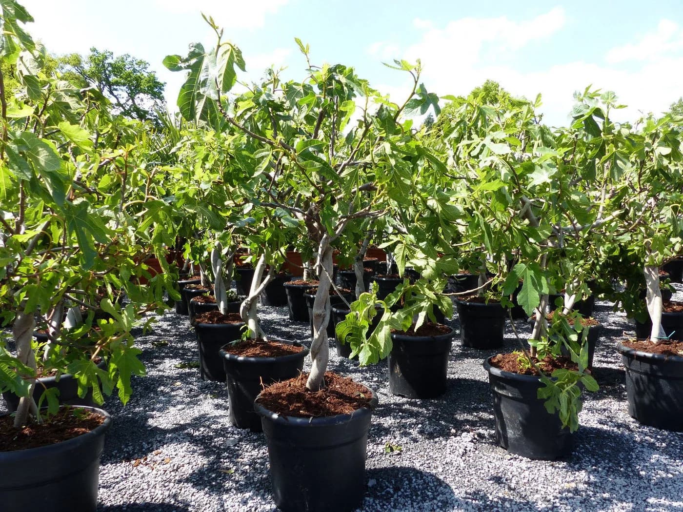 Feigenbaum Ficus Carica hell UND dunkel in 1 Topf winterhart - Bild 3