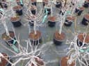Feigenbaum Ficus Carica hell UND dunkel in 1 Topf winterhart Bild 4