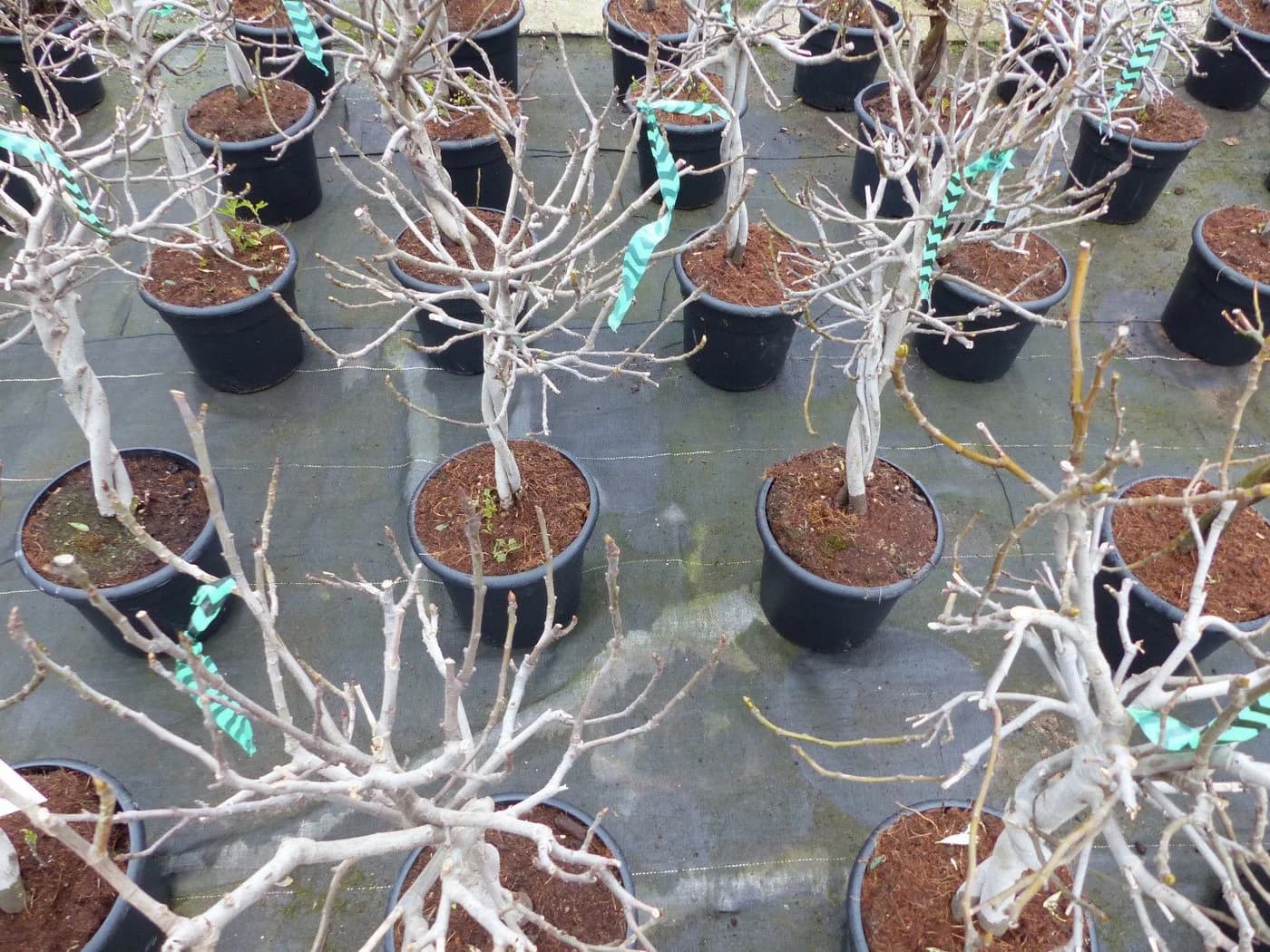 Feigenbaum Ficus Carica hell UND dunkel in 1 Topf winterhart - Bild 4