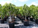 Feigenbaum Ficus Carica hell UND dunkel in 1 Topf winterhart Bild 5