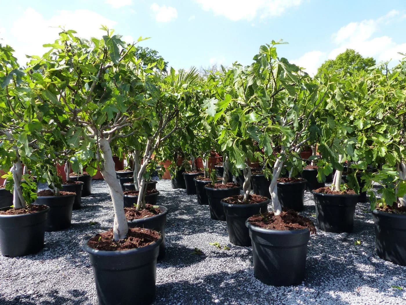Feigenbaum Ficus Carica hell UND dunkel in 1 Topf winterhart - Bild 5