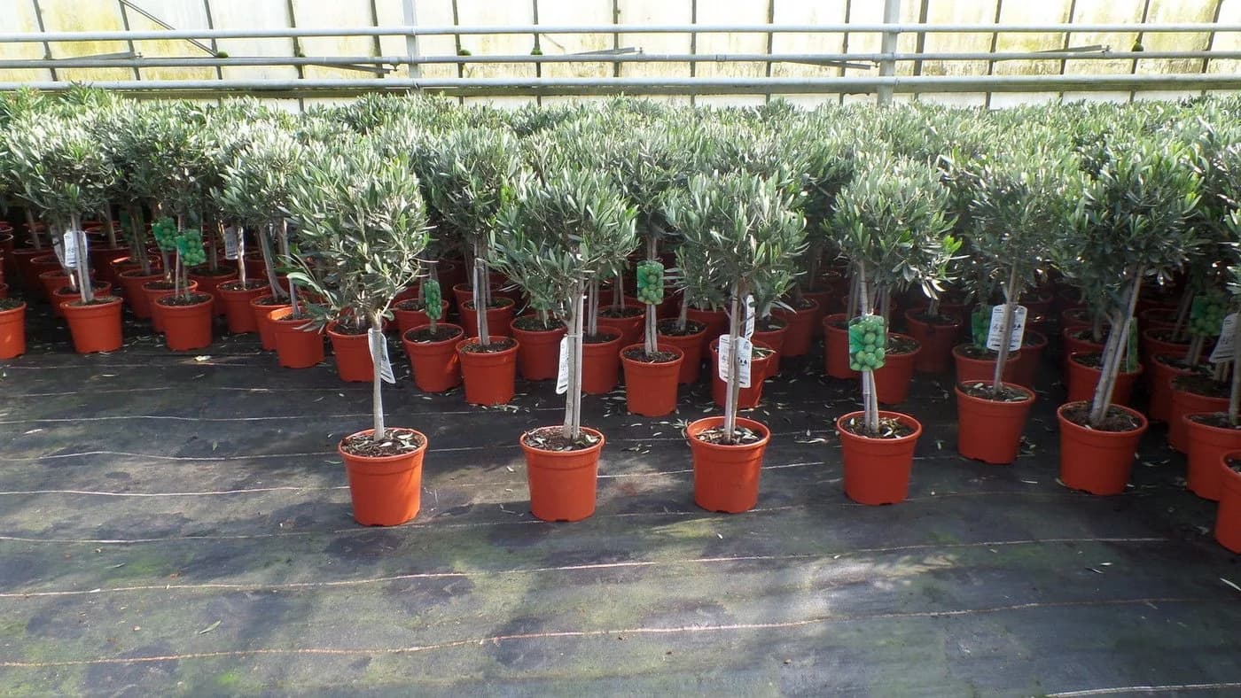 gruenwaren jakubik Olivenbaum Olea Europaea 80-100 cm - Bild 2
