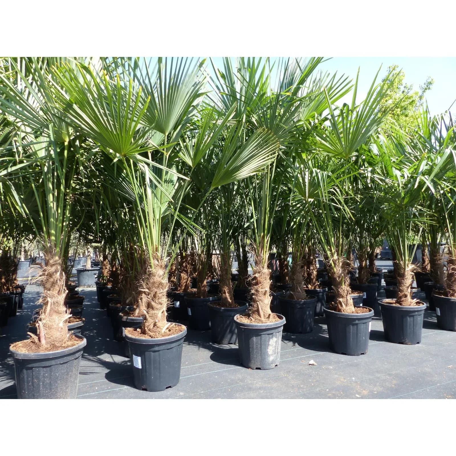 XXL Hanfpalme winterhart 180-190 cm Trachycarpus fortunei Top-Qualität