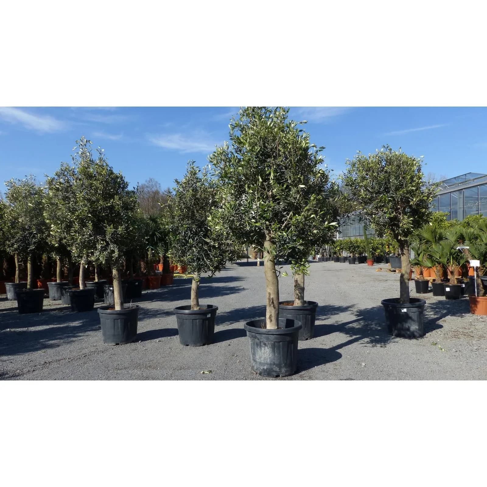 Olivenbaum Olive 20 Jahre Premiumqualität 20-30 cm Stammumfang Winterhart Olea Europaea