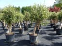 Olivenbaum Olea Europaea - Natur und Mediterran Bild 3