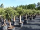 Olivenbaum Olea Europaea - Natur und Mediterran Bild 5