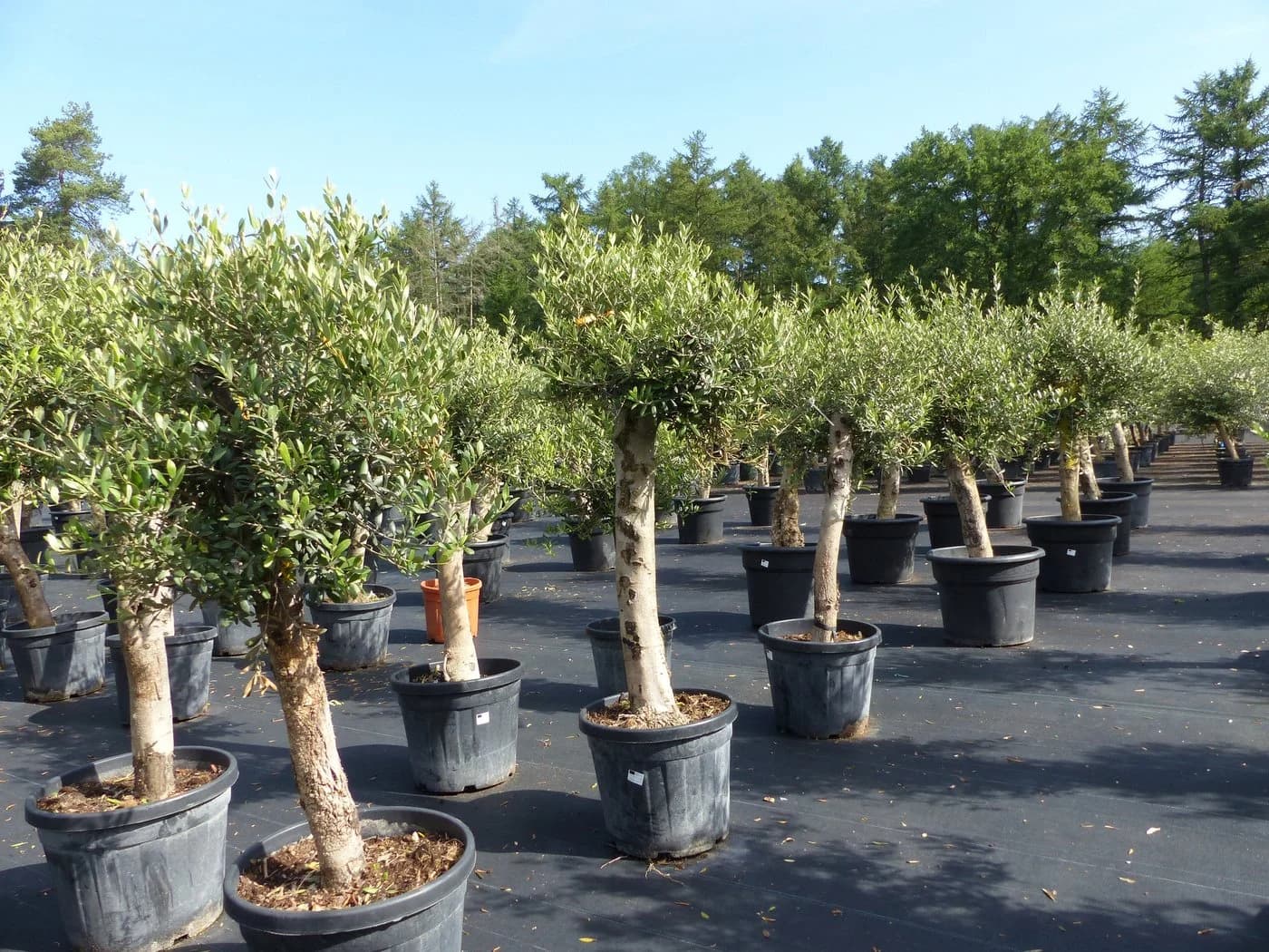 Olivenbaum Olea Europaea - Natur und Mediterran - Bild 5