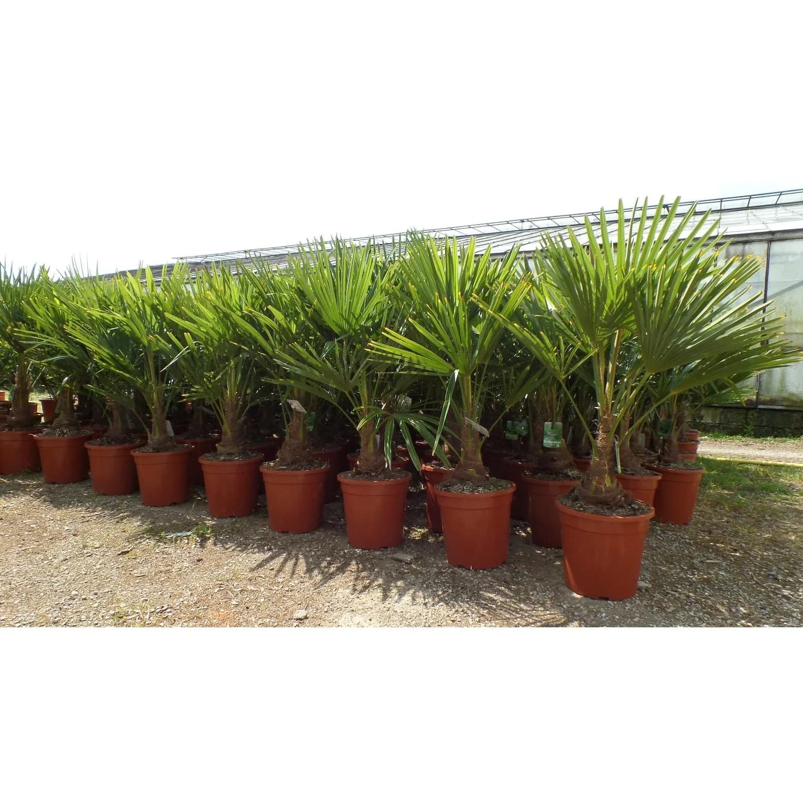 Trachycarpus Fortunei Hanfpalme 120-150 cm