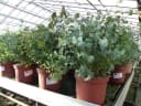 Eucalyptus Gunni Gunnii Busch Eukalyptusbaum 40-60 cm Bild 1