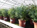 Eucalyptus Gunni Gunnii Busch Eukalyptusbaum 40-60 cm Bild 2