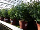 Eucalyptus Gunni Gunnii Busch Eukalyptusbaum 40-60 cm Bild 5