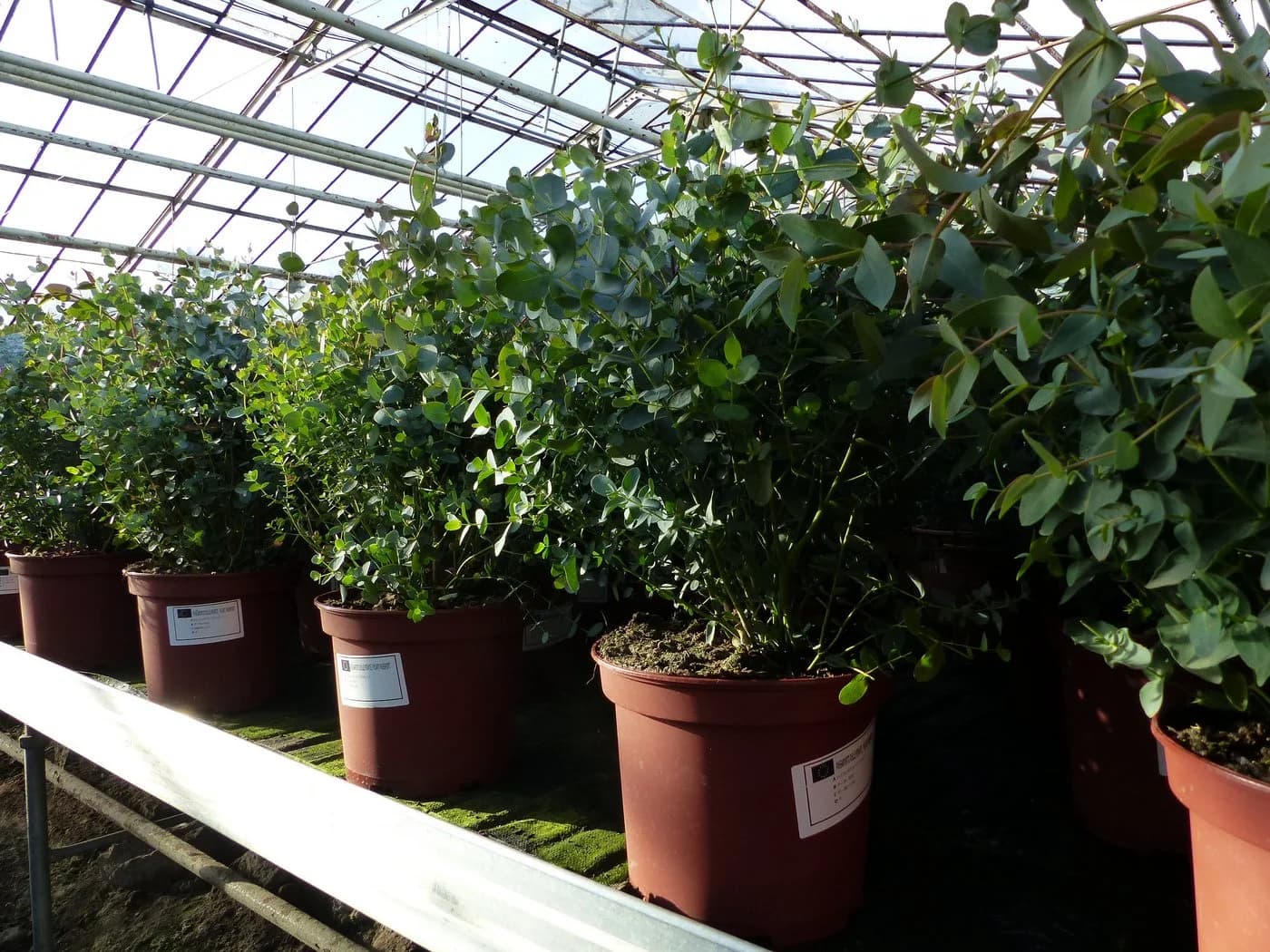 Eucalyptus Gunni Gunnii Busch Eukalyptusbaum 40-60 cm - Bild 5