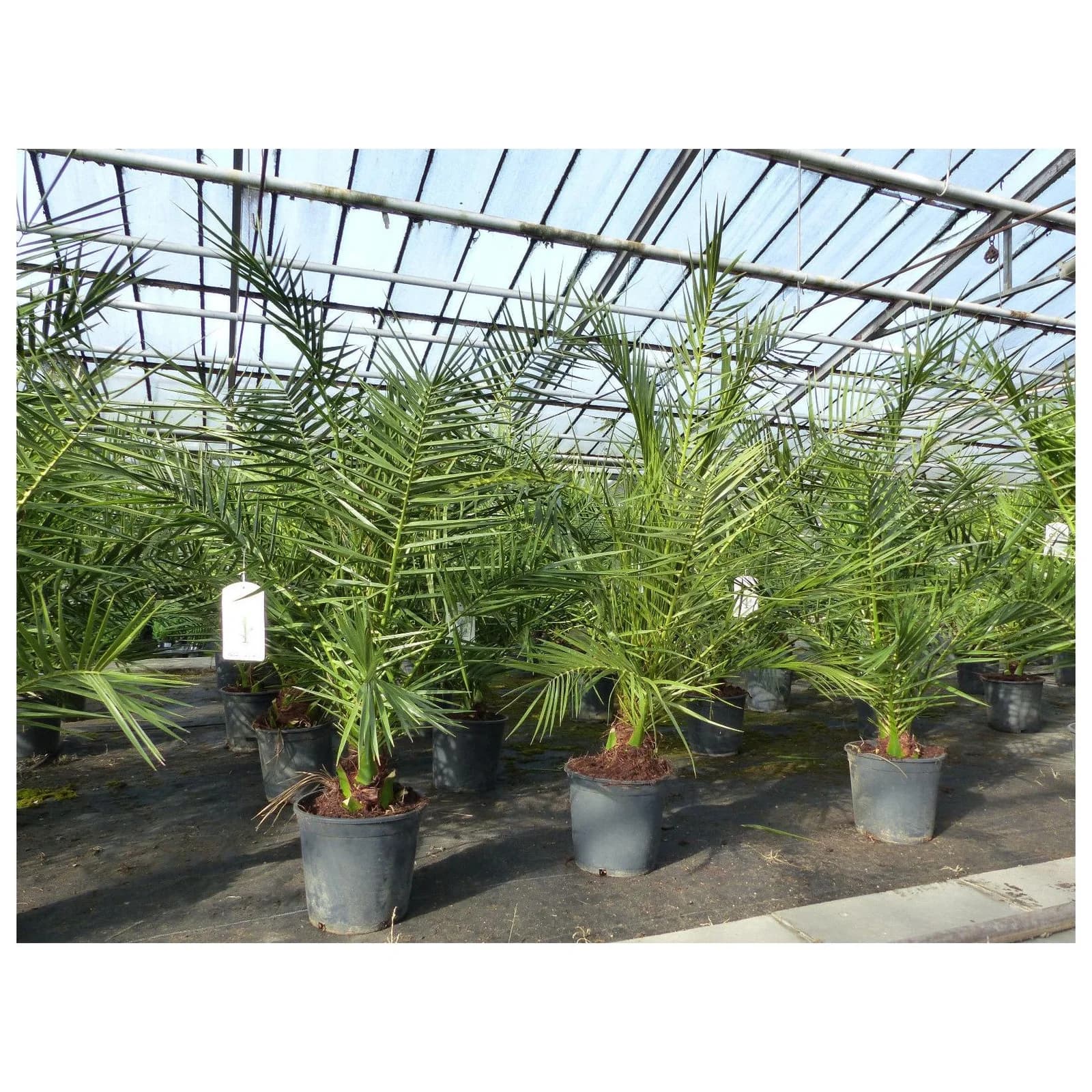 Marktkauf 2 Stück Phoenix canariensis Palme 90-120 cm Grün