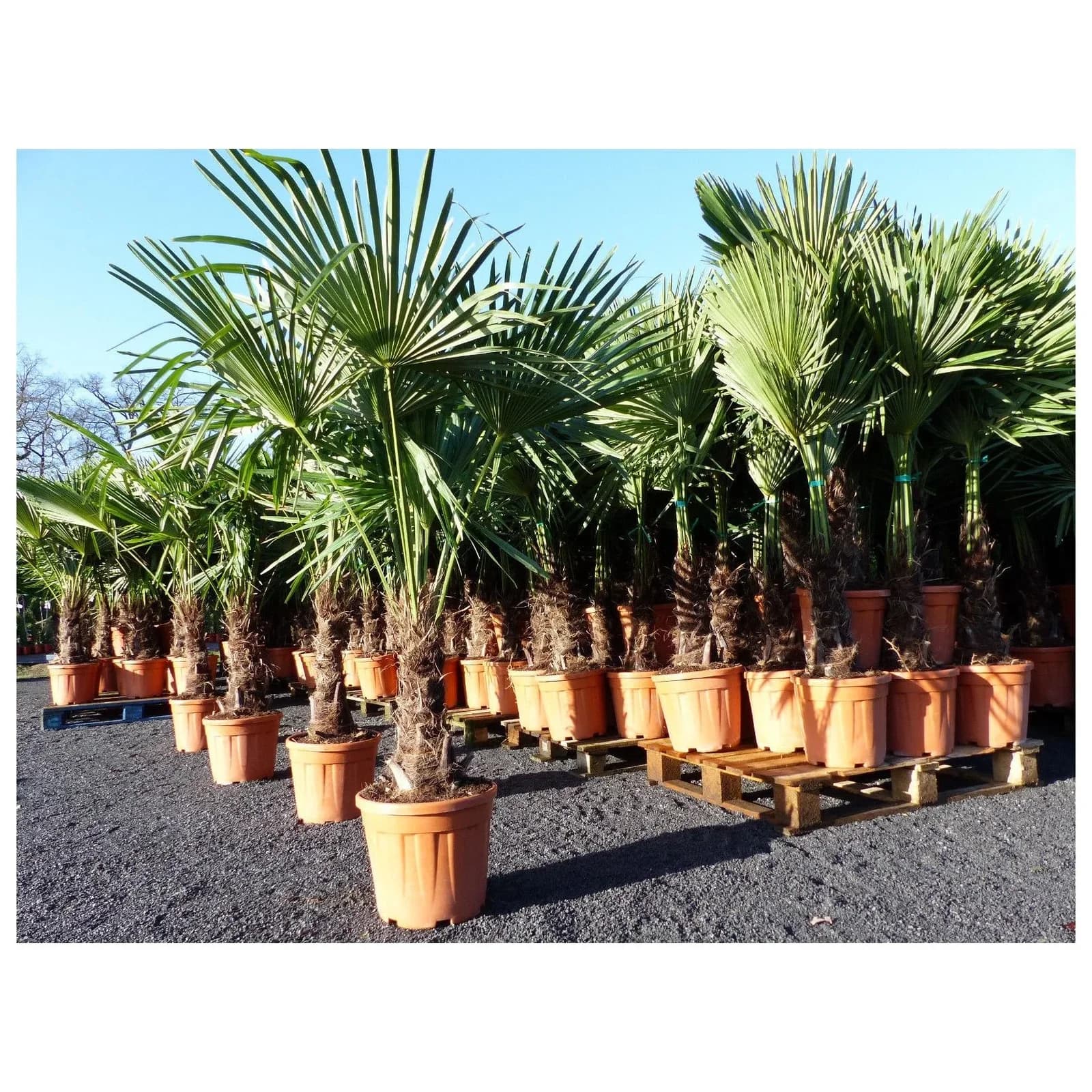 Marktkauf XXL Palme winterhart 180 cm Trachycarpus fortunei, Hanfpalme, Top-Qualität
