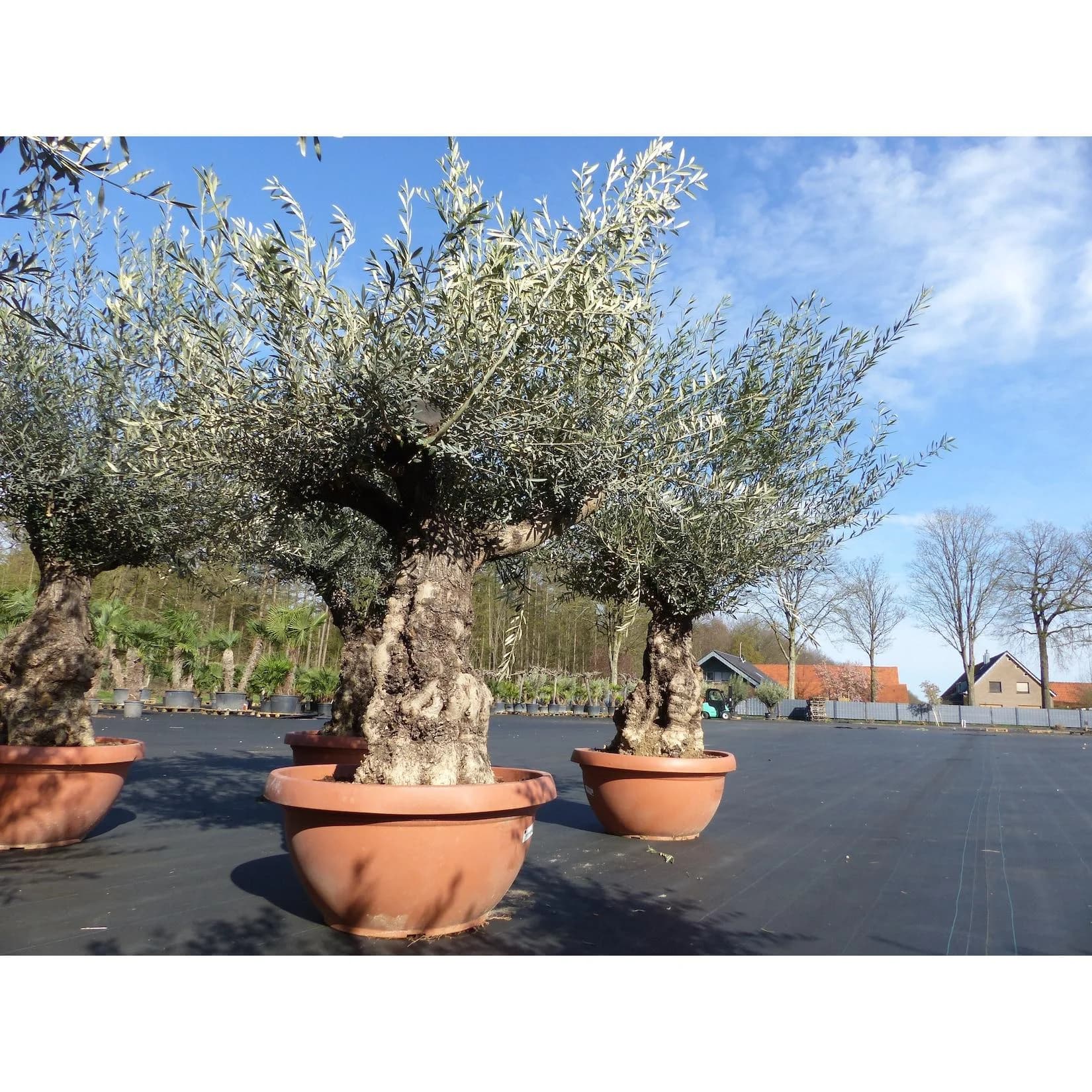 Marktkauf Olivenbaum Bonsai Schale 190-210 cm knorrige Olive winterhart