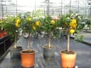 Citrus Yuzu Winterharter Zitronenbaum Japanische Zitrone Bild 1