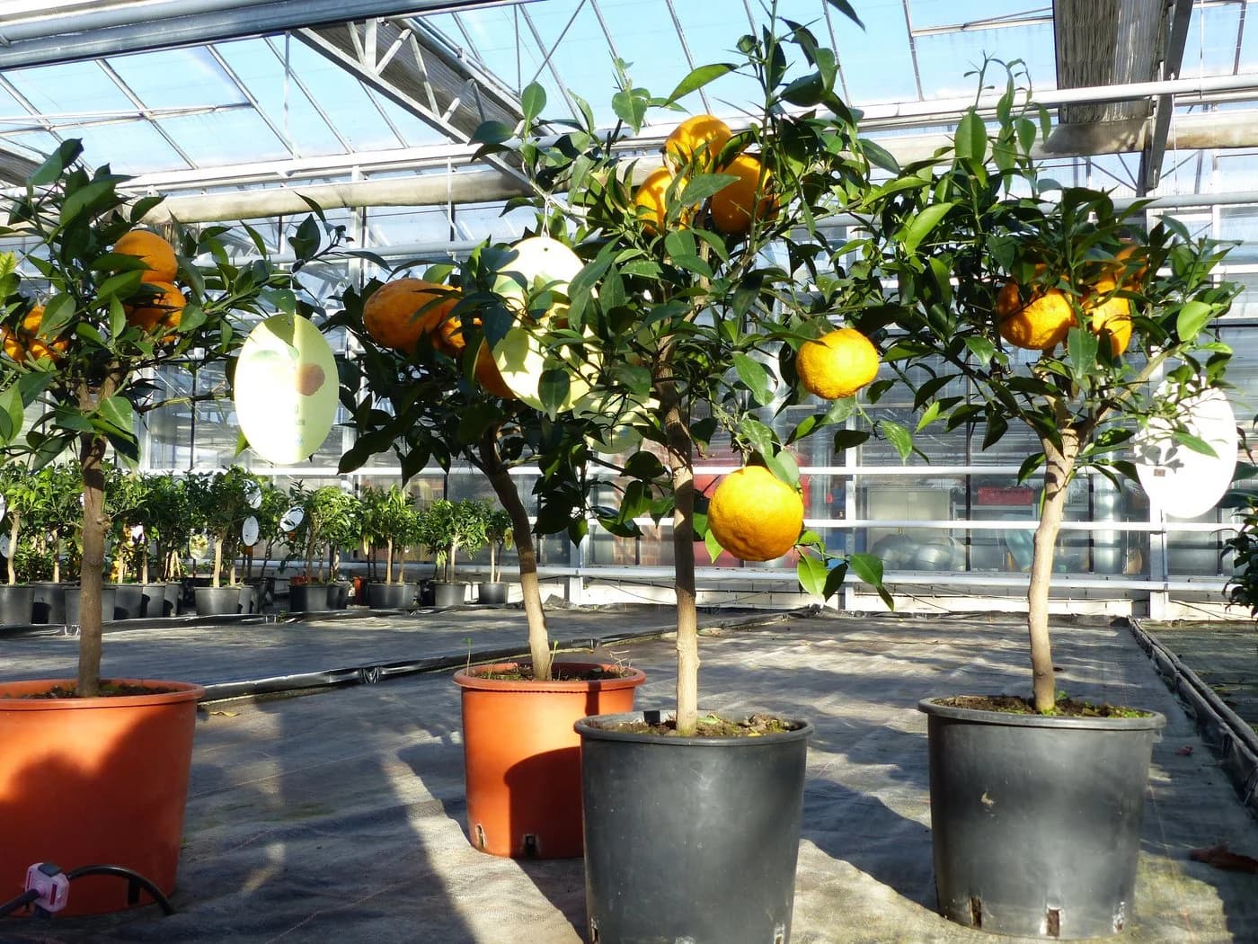 Citrus Yuzu Winterharter Zitronenbaum Japanische Zitrone - Bild 2