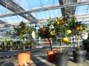 Citrus Yuzu Winterharter Zitronenbaum Japanische Zitrone Bild 3