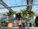 Citrus Yuzu Winterharter Zitronenbaum Japanische Zitrone Bild 4
