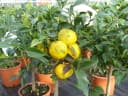 Citrus Yuzu Winterharter Zitronenbaum Japanische Zitrone Bild 5