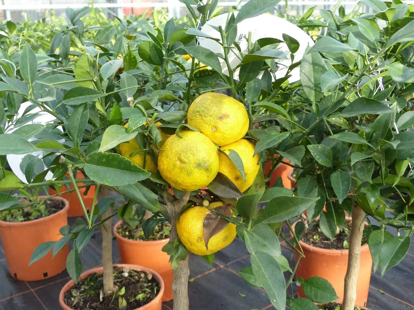 Citrus Yuzu Winterharter Zitronenbaum Japanische Zitrone - Bild 5
