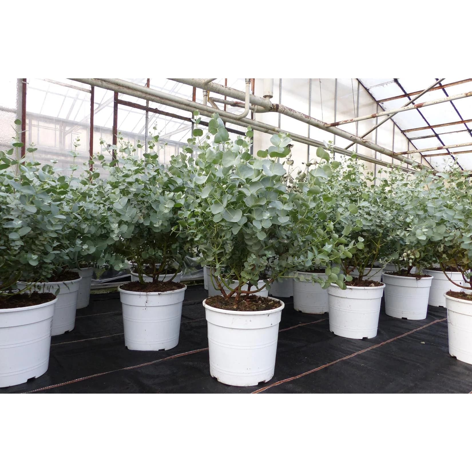 Marktkauf Eucalyptus Gunni Busch Kugel Eukalyptusbaum 35-40cm