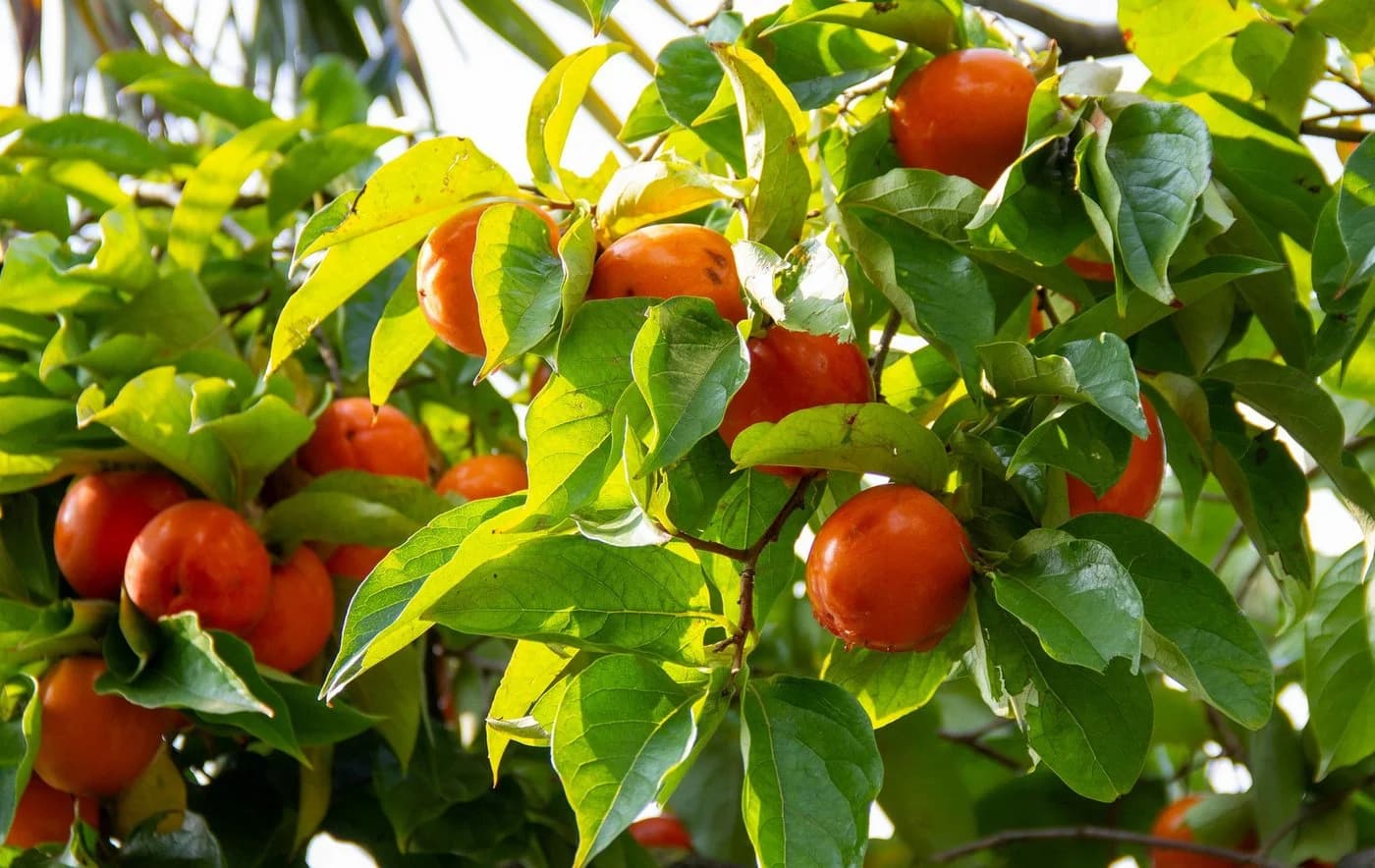 Kakibaum - Rot - Bild 4