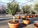 gruenwaren jakubik Olivenbaum Bonsai 70-90 cm Bild 1