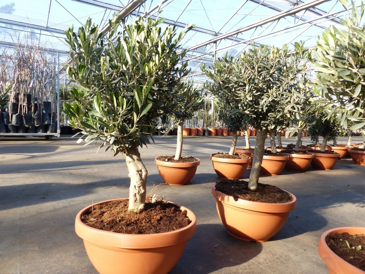 gruenwaren jakubik Olivenbaum Bonsai 70-90 cm