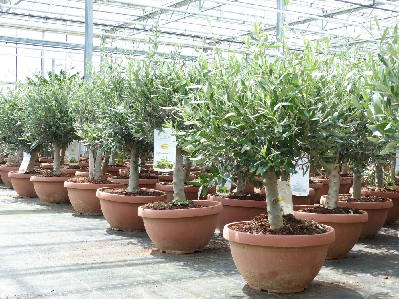 gruenwaren jakubik Olivenbaum Bonsai 70-90 cm - Bild 2