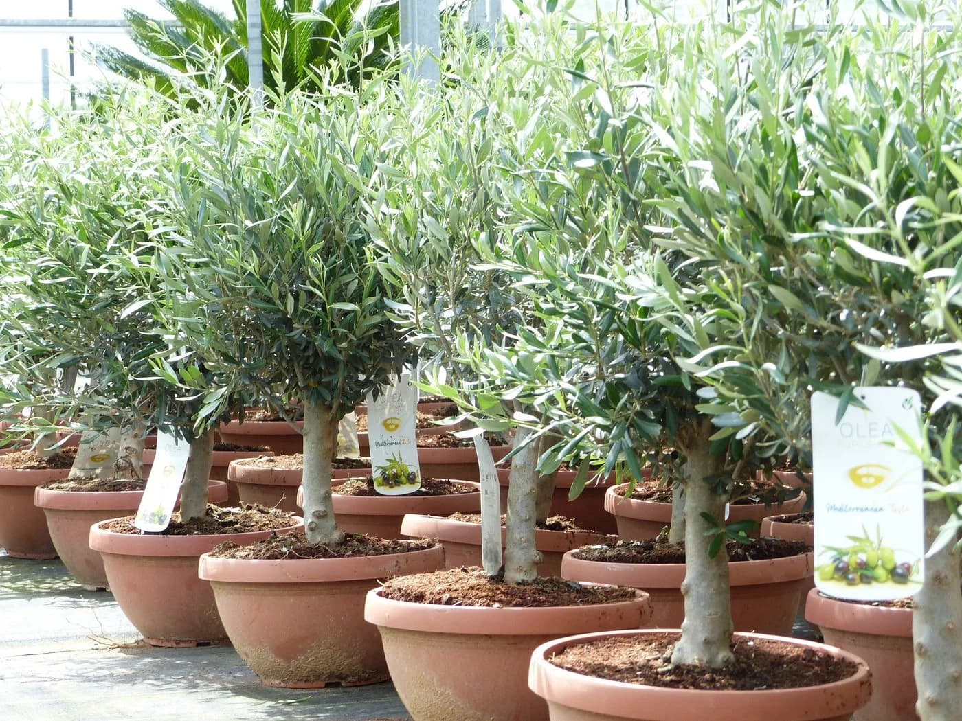gruenwaren jakubik Olivenbaum Bonsai 70-90 cm - Bild 4