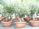 gruenwaren jakubik Olivenbaum Bonsai 70-90 cm Bild 5
