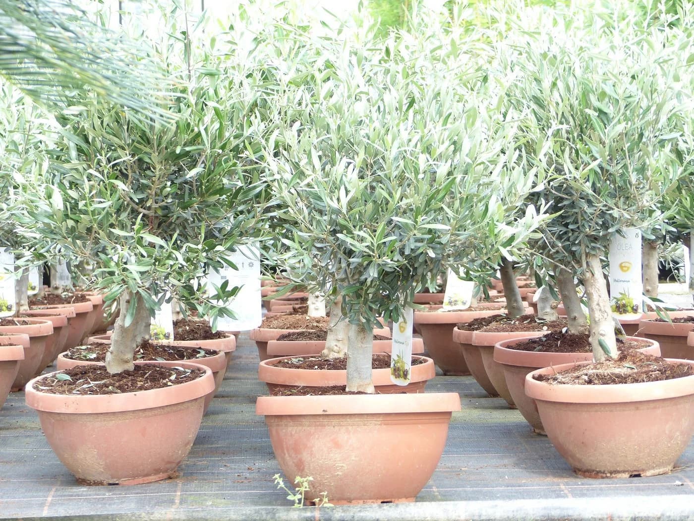 gruenwaren jakubik Olivenbaum Bonsai 70-90 cm - Bild 5