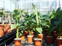 gruenwaren jakubik Bananenbaum Musa Basjoo 80 - 100 cm winterhart Bild 1
