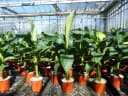 gruenwaren jakubik Bananenbaum Musa Basjoo 80 - 100 cm winterhart Bild 2