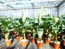 gruenwaren jakubik Bananenbaum Musa Basjoo 80 - 100 cm winterhart Bild 3