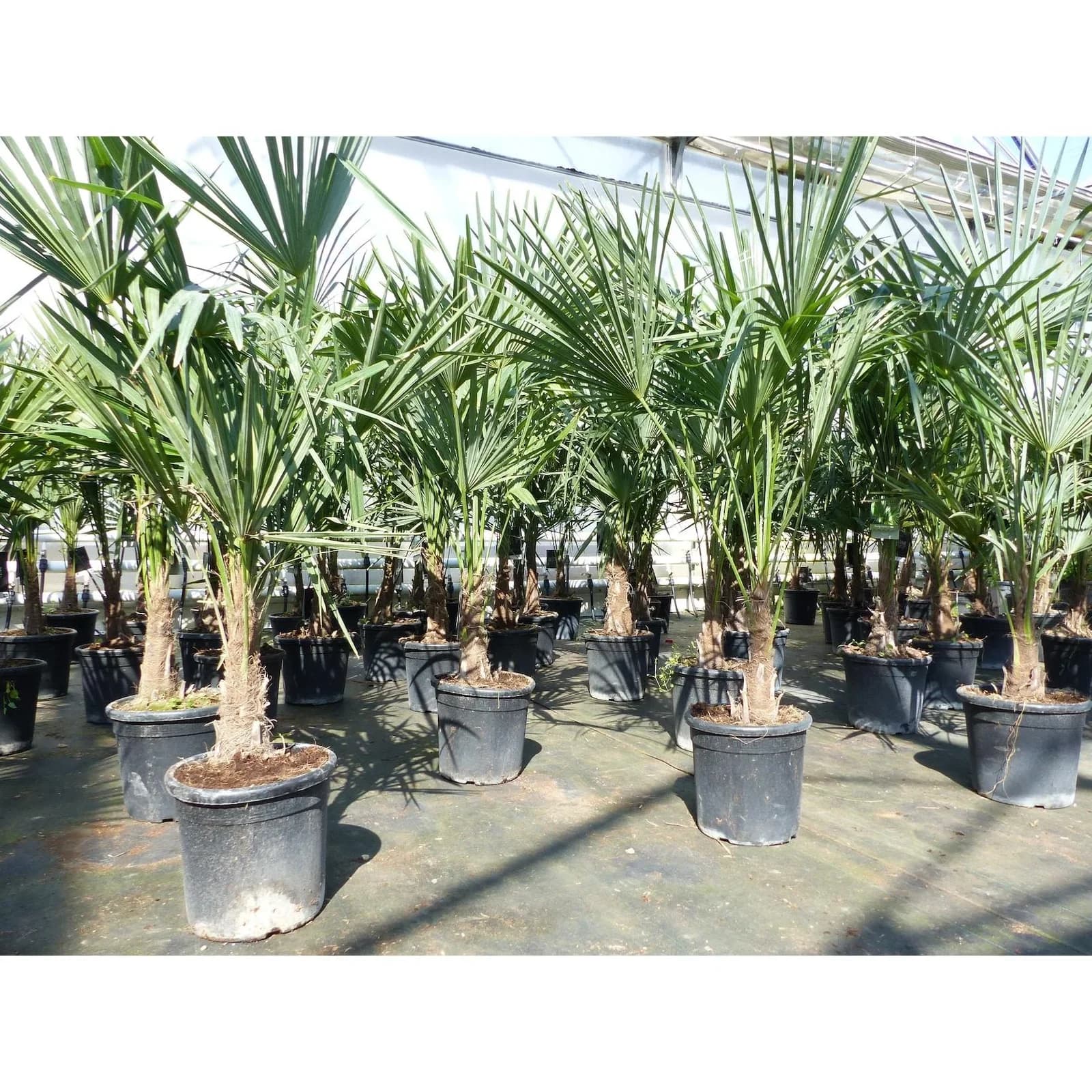 Trachycarpus Fortunei 140 cm Hanfpalme Winterhart