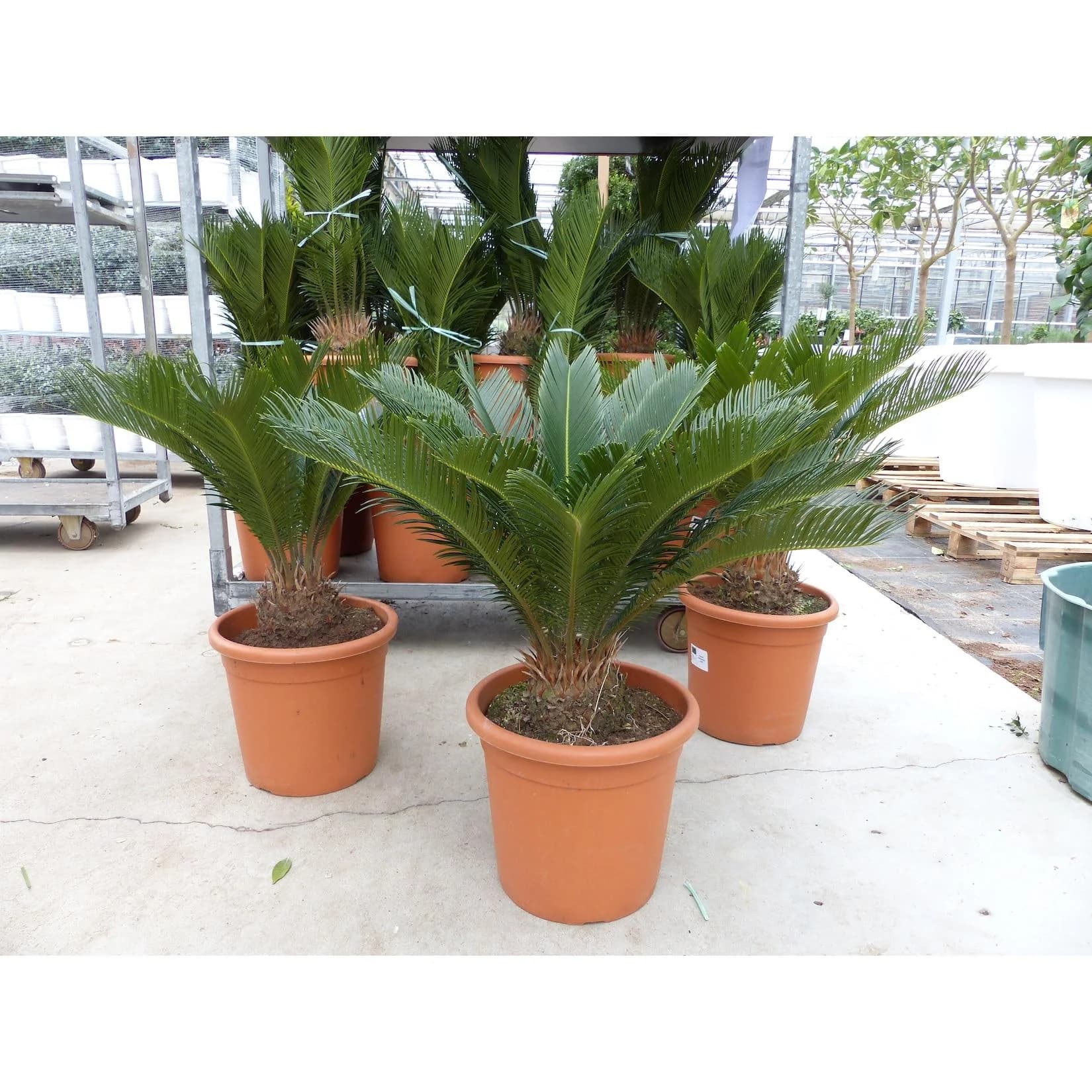 Marktkauf XL Premium Palmfarn 70-90 cm Cycas Revoluta Sagopalme