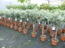 gruenwaren jakubik Olivenbaum Olea Europaea 80-100 cm mit Kübel Bild 1