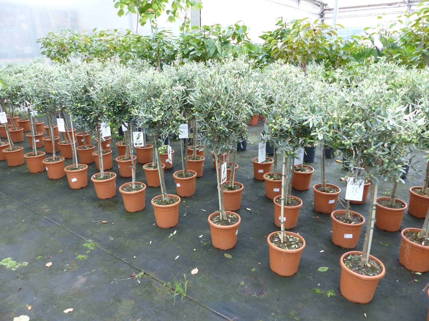 gruenwaren jakubik Olivenbaum Olea Europaea 80-100 cm mit Kübel