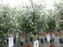 gruenwaren jakubik Olivenbaum Olea Europaea 80-100 cm mit Kübel Bild 2