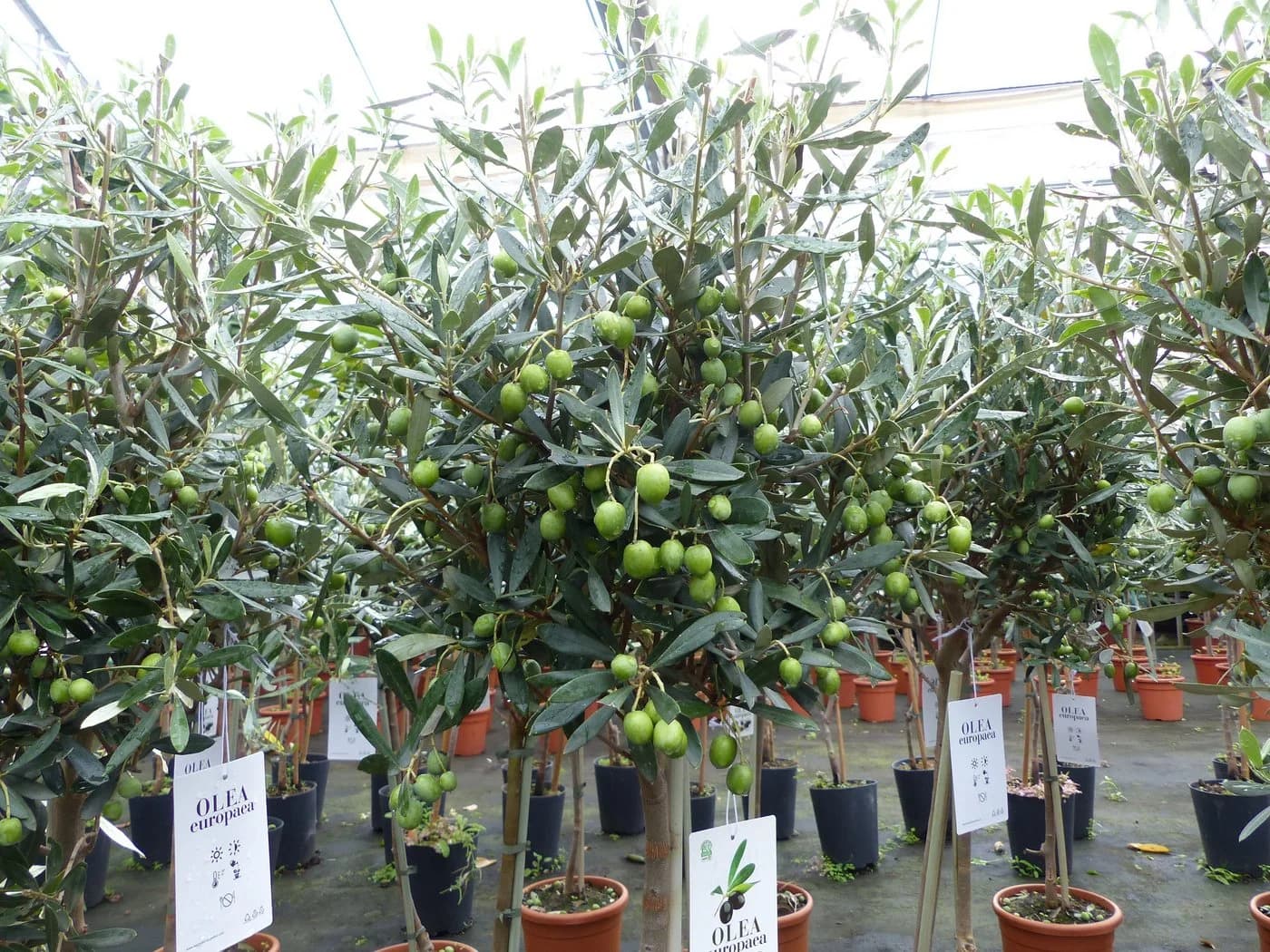 gruenwaren jakubik Olivenbaum Olea Europaea 80-100 cm mit Kübel - Bild 2