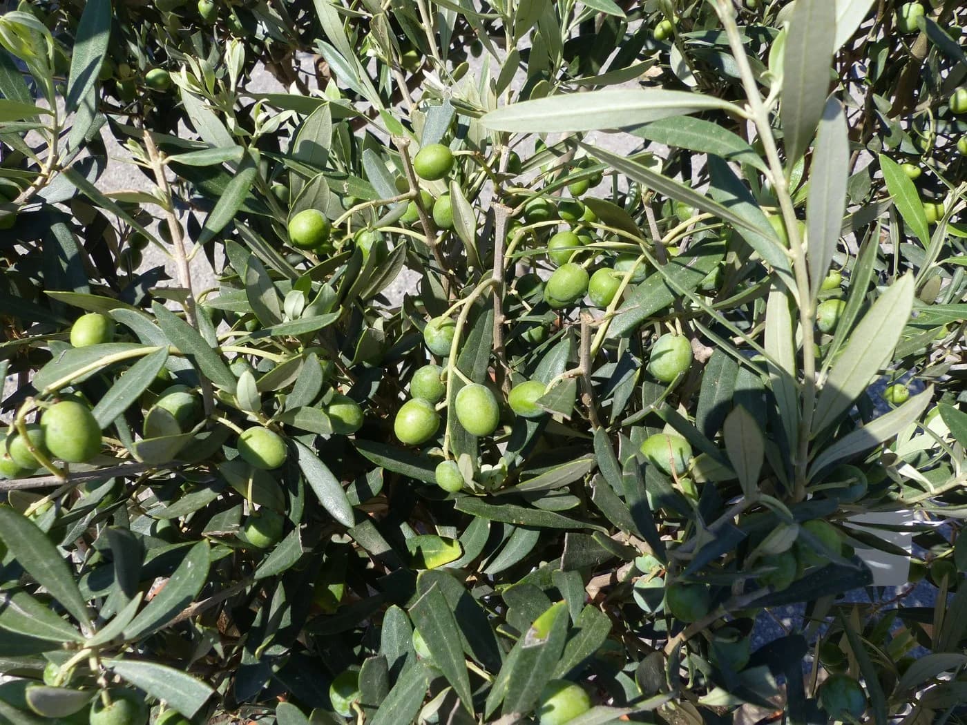 gruenwaren jakubik Olivenbaum Olea Europaea 80-100 cm mit Kübel - Bild 3