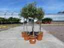 gruenwaren jakubik Olivenbaum Olea Europaea 80-100 cm mit Kübel Bild 5