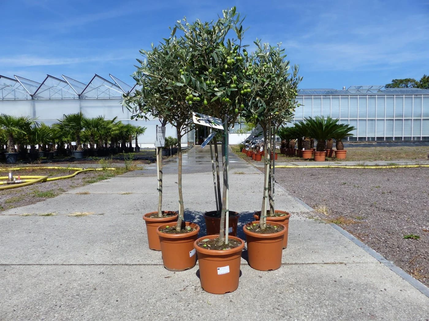 gruenwaren jakubik Olivenbaum Olea Europaea 80-100 cm mit Kübel - Bild 5