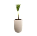 Schweng Blumentopf aus Zement Hellgrau Rund Bild 1