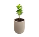 Schweng Blumentopf aus Zement Hellgrau Rund Bild 3