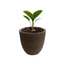 Schweng Blumentopf Zement Dunkelbraun Rund Bild 1